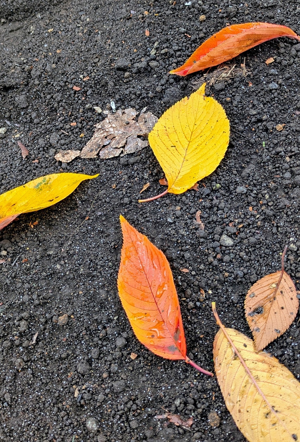 街路樹ものがたり（81）　一般社団法人 街路樹を守る会 代表〔共立女子大学他　非常勤講師　博士（学術）〕愛 みち子　都市樹木：落葉期の受難苦難_