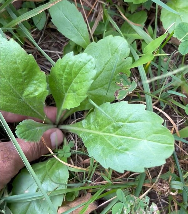 山菜ソムリエの旅（2）～食べられる野草11月編～　自然共生研究家、山菜ソムリエ 山田 証　冬によく見かけるハルジオン、ヒメジョオンのロゼット　野草を食べ慣れると、体の内側の感覚が敏感に_生でも食べやすいヒメジョオンのロゼット