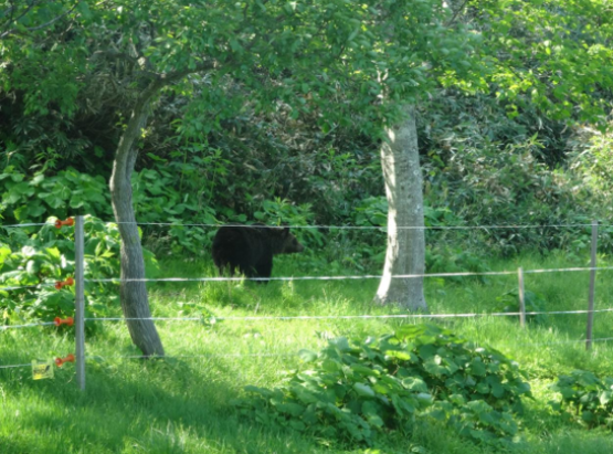 地球を見つめ直す（19）　科学・環境ジャーナリスト 横山裕道　相次ぐクマ被害と荒廃した里山_北海道・知床でヒグマ対策のために設置された電気柵（知床財団ＨＰから）