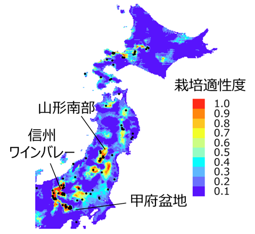 _　気候変動下のワイン適地を予測　栽培開発、適応戦略に応用も　東北大　