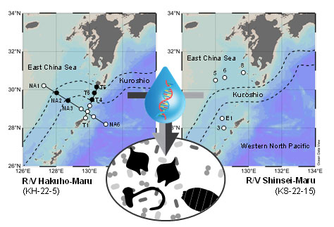 _　環境ＤＮＡで海洋生物分析　黒潮生態系の構造、機能　東大ら解明　