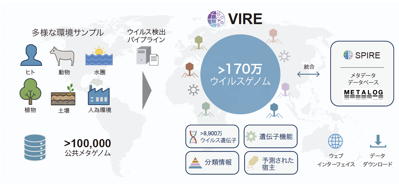 _　ウイルスのメタゲノムデータ基盤　世界最大規模、環境科学にも活用　東大　