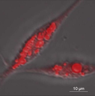 _　ニホンウナギ脂の細胞株　無限増殖、「細胞性ウナギ肉」へ　東京都産研が樹立　