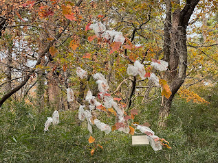 一部の枝には袋掛けされており、袋の中の種子を採取