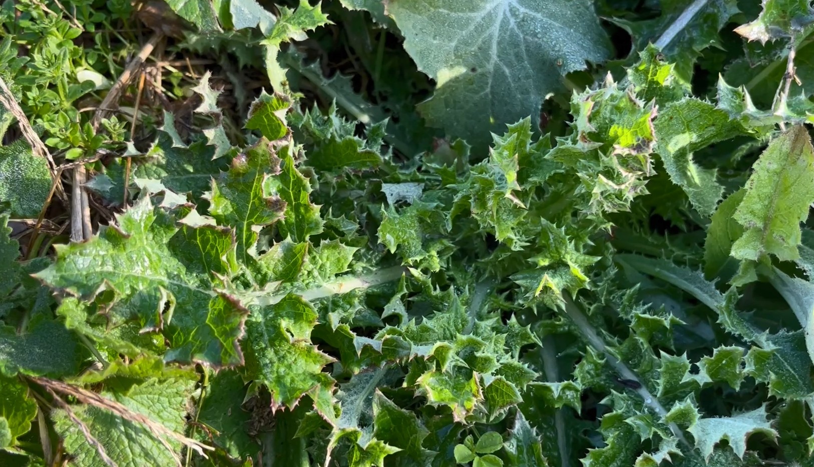 ノゲシよりもさらに葉がとがっているオニノゲシ