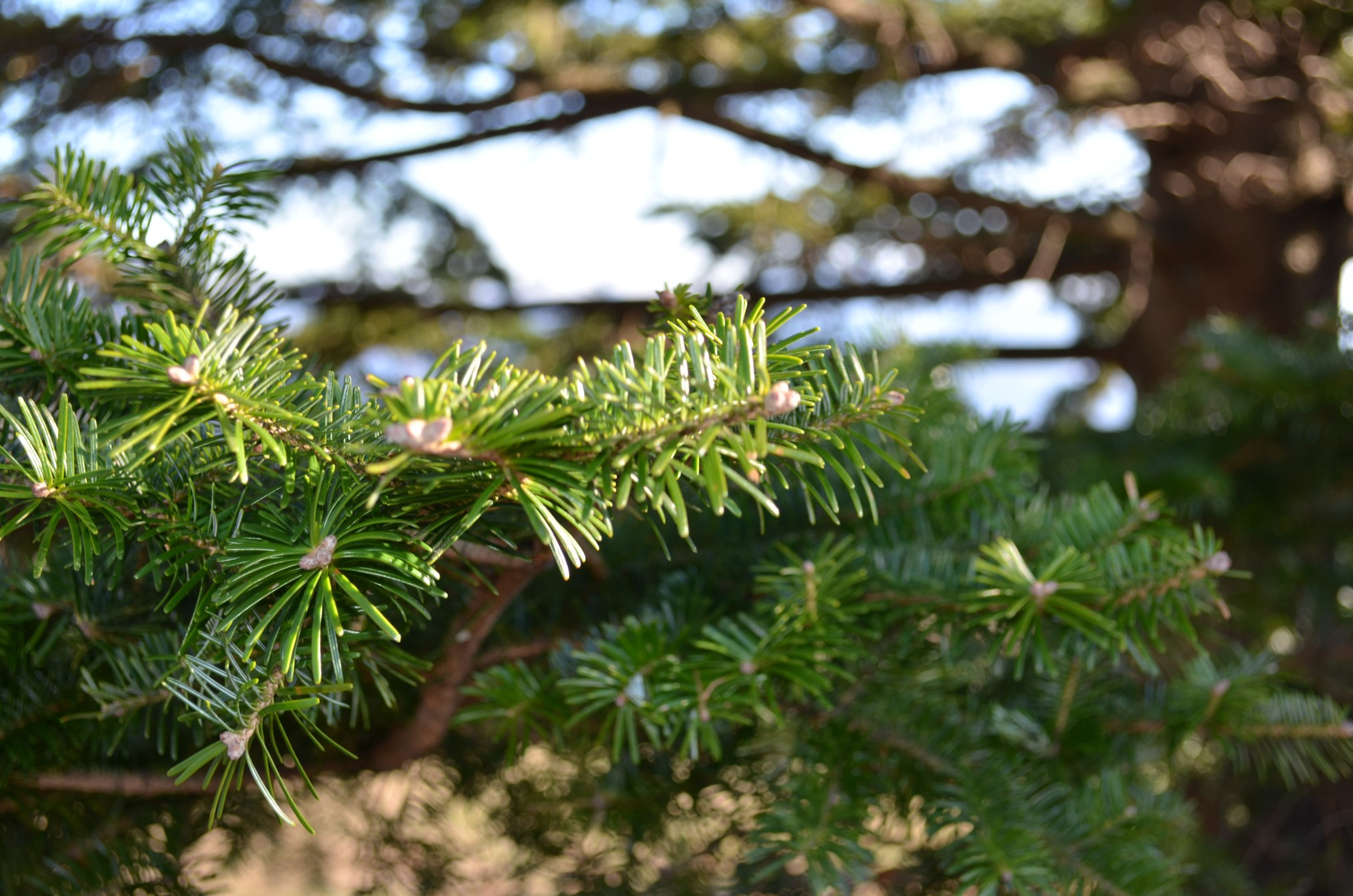 モミの葉を揉み、清涼な香りを深く取り入れると落ち着いてきます（筆者撮影）