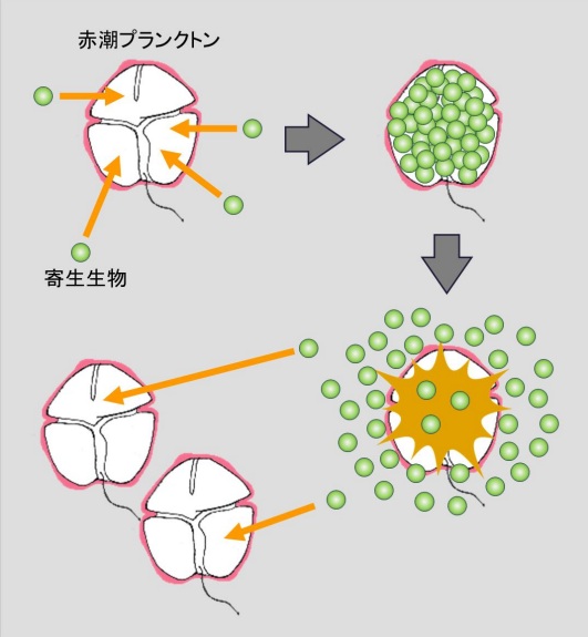 _　赤潮防除に「渦鞭毛藻」　原因生物に寄生し消滅　東北大ら発見　