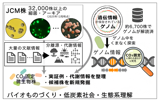 研究の概要_　新たなＣＯ２固定種　微生物の遺伝情報で　理研が解明　