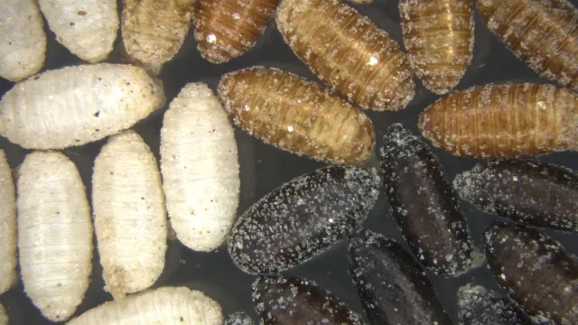 _　不妊昆虫による害虫駆除　安全・効果的な無農薬法　ＩＡＥＡ　