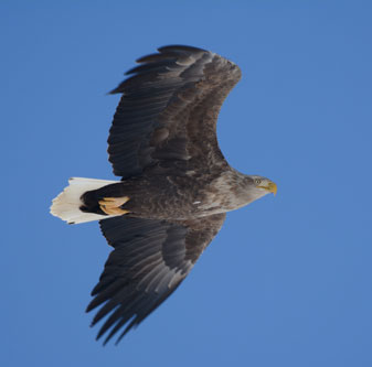 2602110305yatyounokai