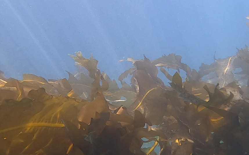 海中のワカメの様子