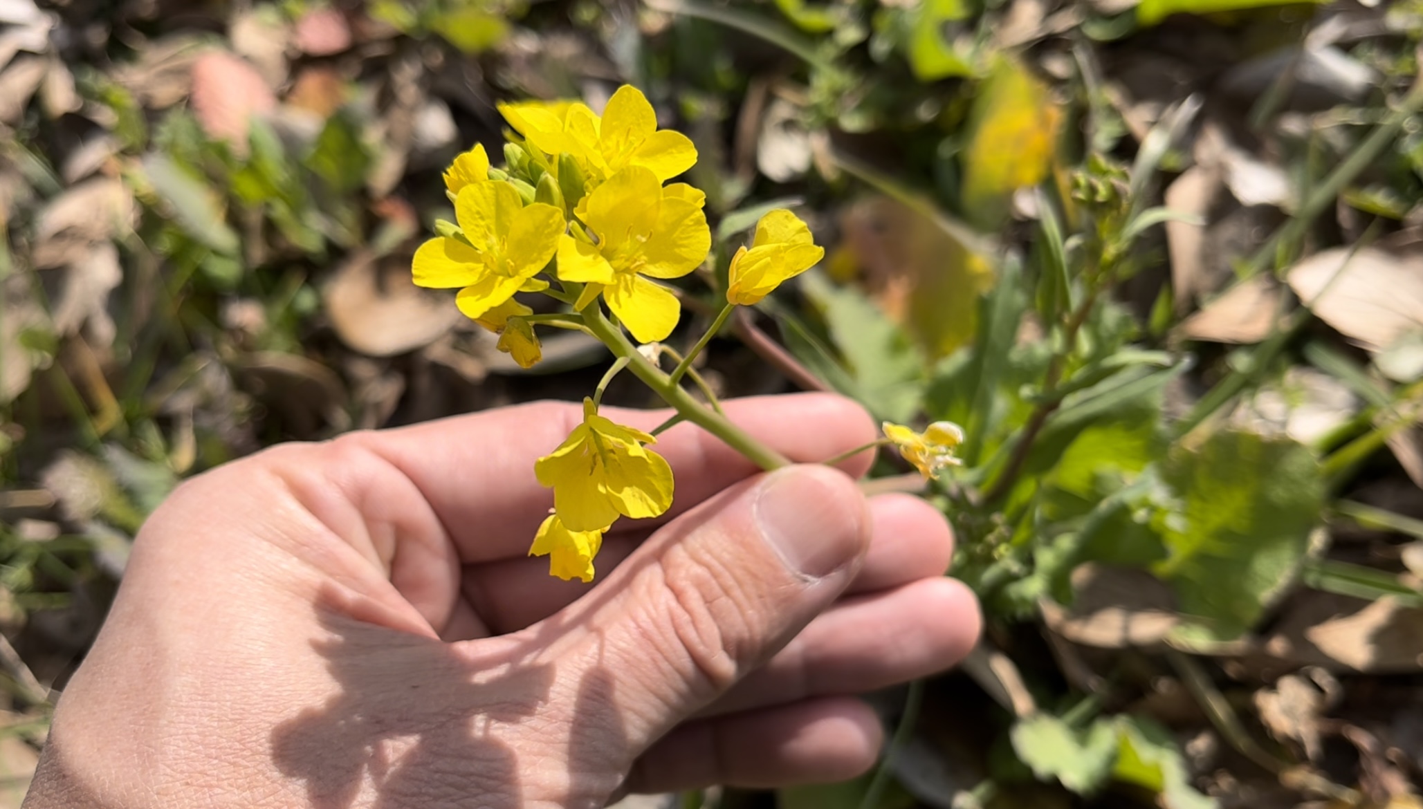 ナノハナは、主にアブラナ科の黄色い花が咲く植物全般を指す　※野草の見分けや採取、調理や接種は自己責任にて、お願いいたします。