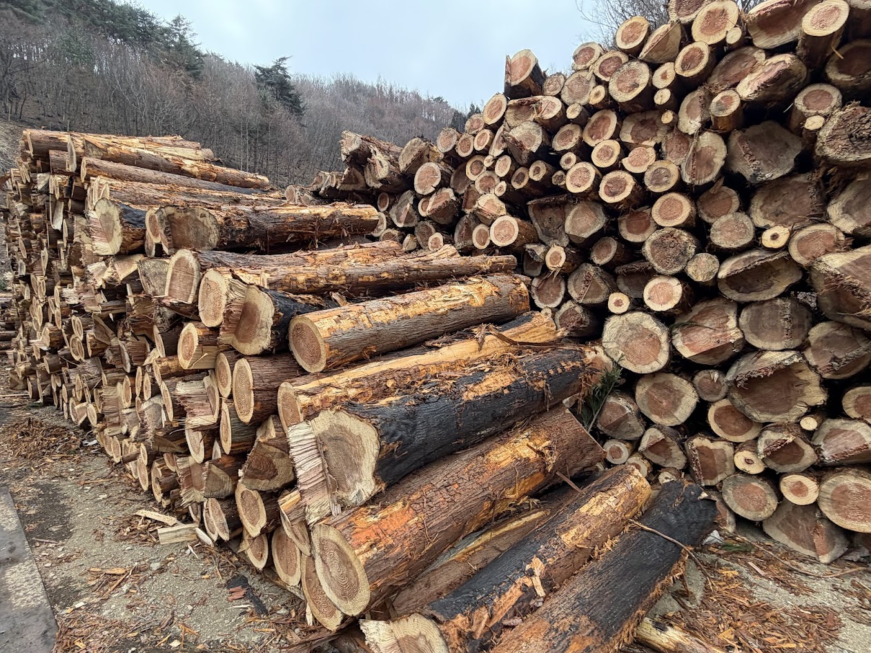 伐採した被害木は製材用バイオマス燃料用に分けて一時保管した後、それぞれ利用先に搬出