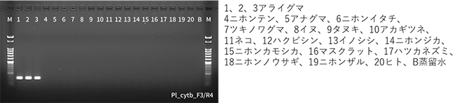 本研究で開発した検出法の種特異性。アライグマの組織片から抽出したサンプル(1～3)のみにバンドが確認されま