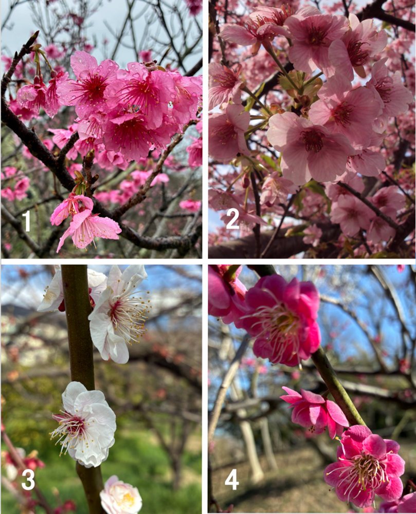 桜の花（１、２）とウメの花「３、４」の例