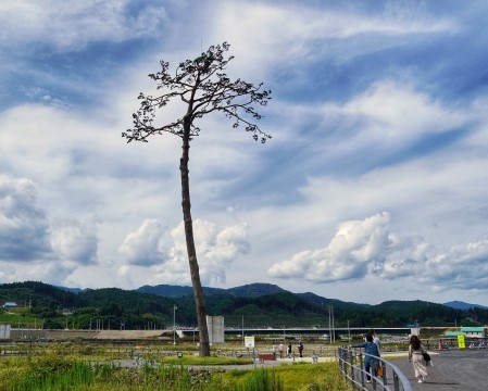 奇跡の一本松。陸全高田、見学者も多い