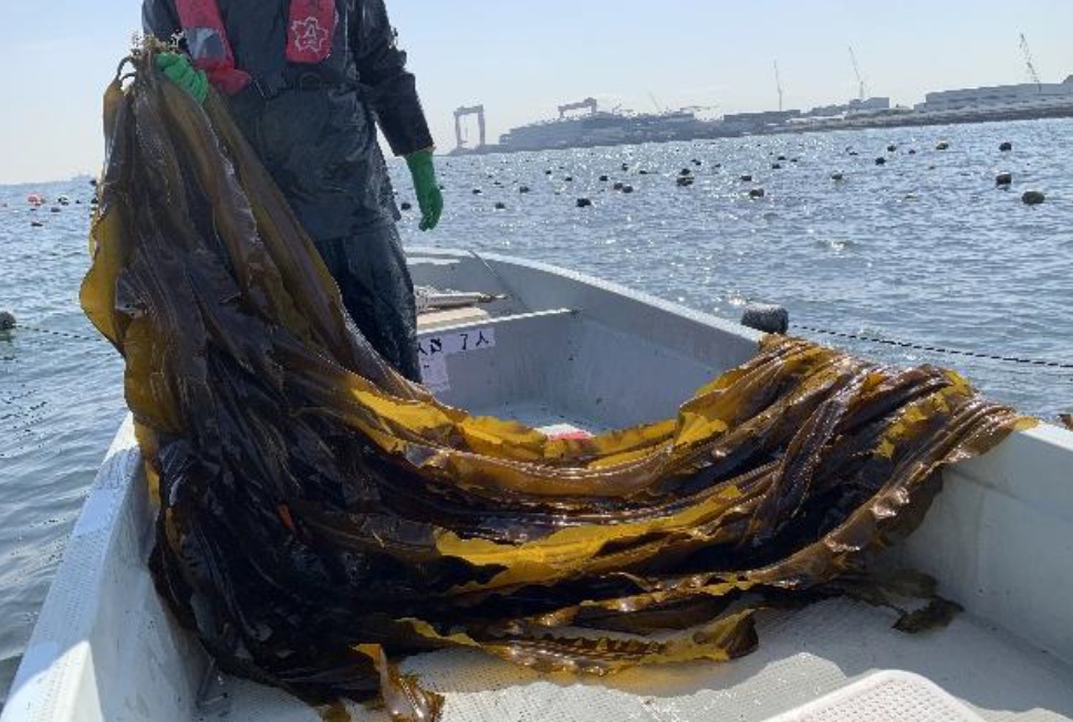 コンブの収穫の様子