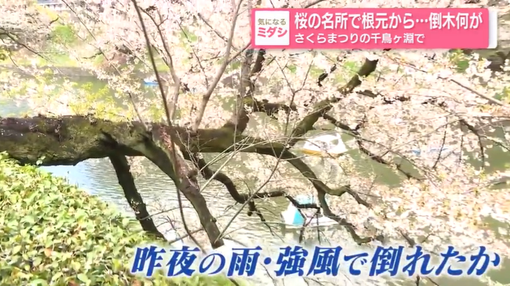 千鳥ヶ淵の桜の倒木を伝える日本テレビの報道（2026.4.2）