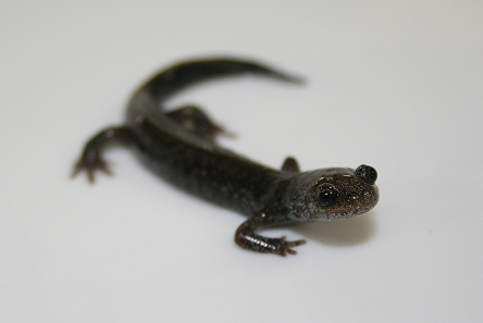 絶滅危惧種サンショウウオ_　長浜バイオ大学　地域と連携しヤマトサンショウウオの保護活動