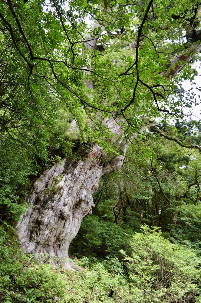 訪れた当時の縄文杉