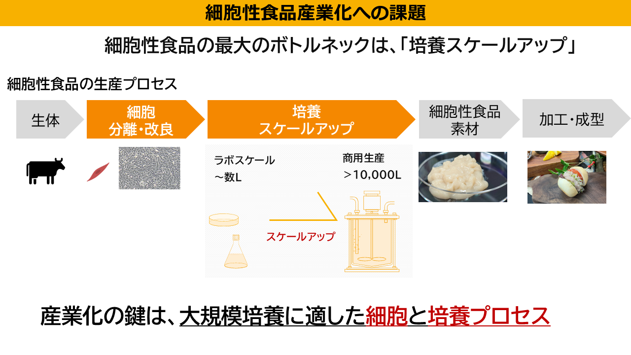 _　培養肉の中規模スケール実証　国内最大級の２００㍑級に成功　日揮系　