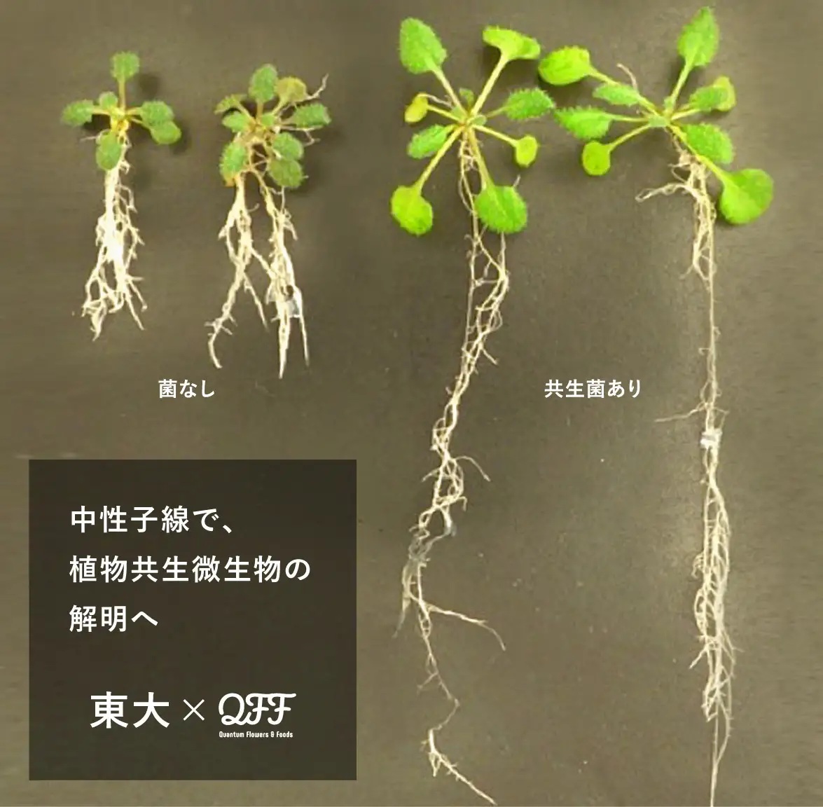 _　植物共生微生物の農業応用へ　中性子線育種で機能開発　ＱＦＦと東大　