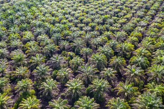 _　森林・土地・農業のＧＨＧ　可視化システムを発売　シンク・ネイチャー　
