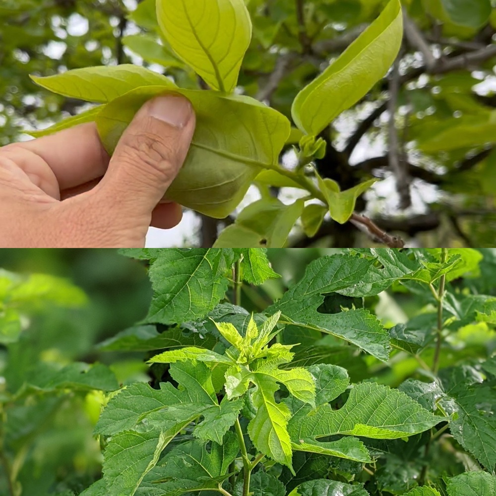 カキノキ（上）とクワの葉