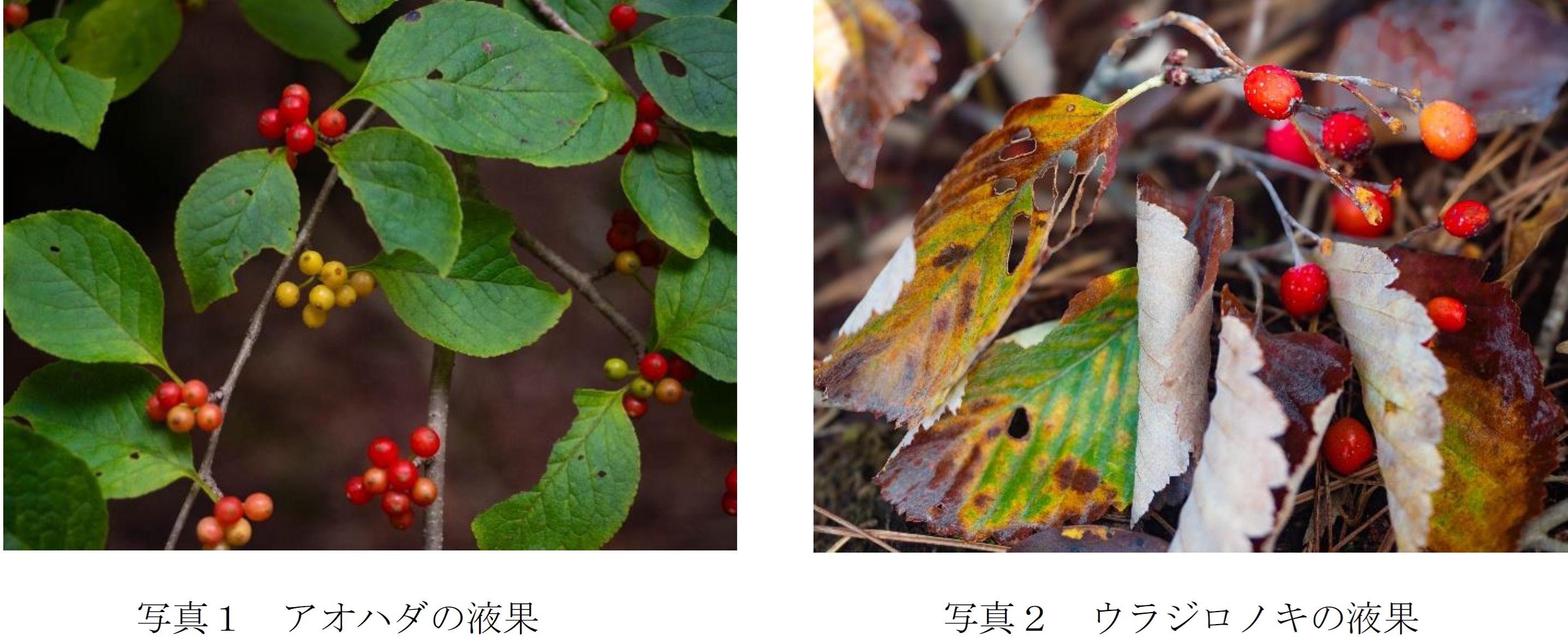 \\192.168.1.212\share\EDIAN\Drive_S\USRDATA\editext\環境新聞\新聞・オンライン用原稿\【済】\20260514_4_北近畿西部の里山に生息するツキノワグマの食性を解明―秋の主食\220526kuma.jpg_　〔兵庫県立大学〕　国内初、ツキノワグマの食性を量的に解明　主食はドングリでなく「液果類」