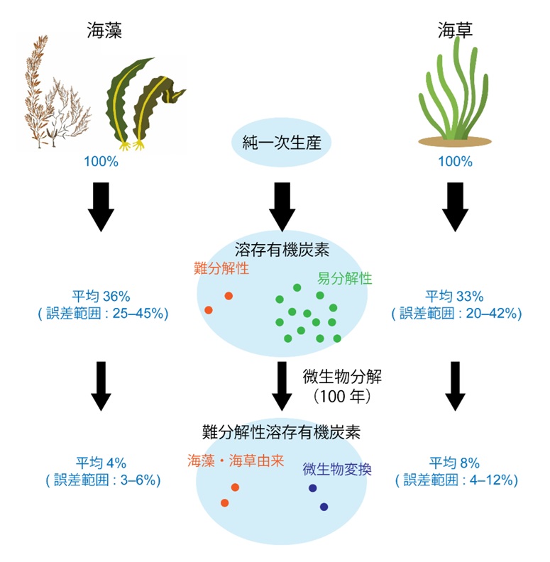 _　海洋の「難分解性溶存有機炭素」　見えない炭素固定、新たな対策に　海上・港湾・航空技研ら　