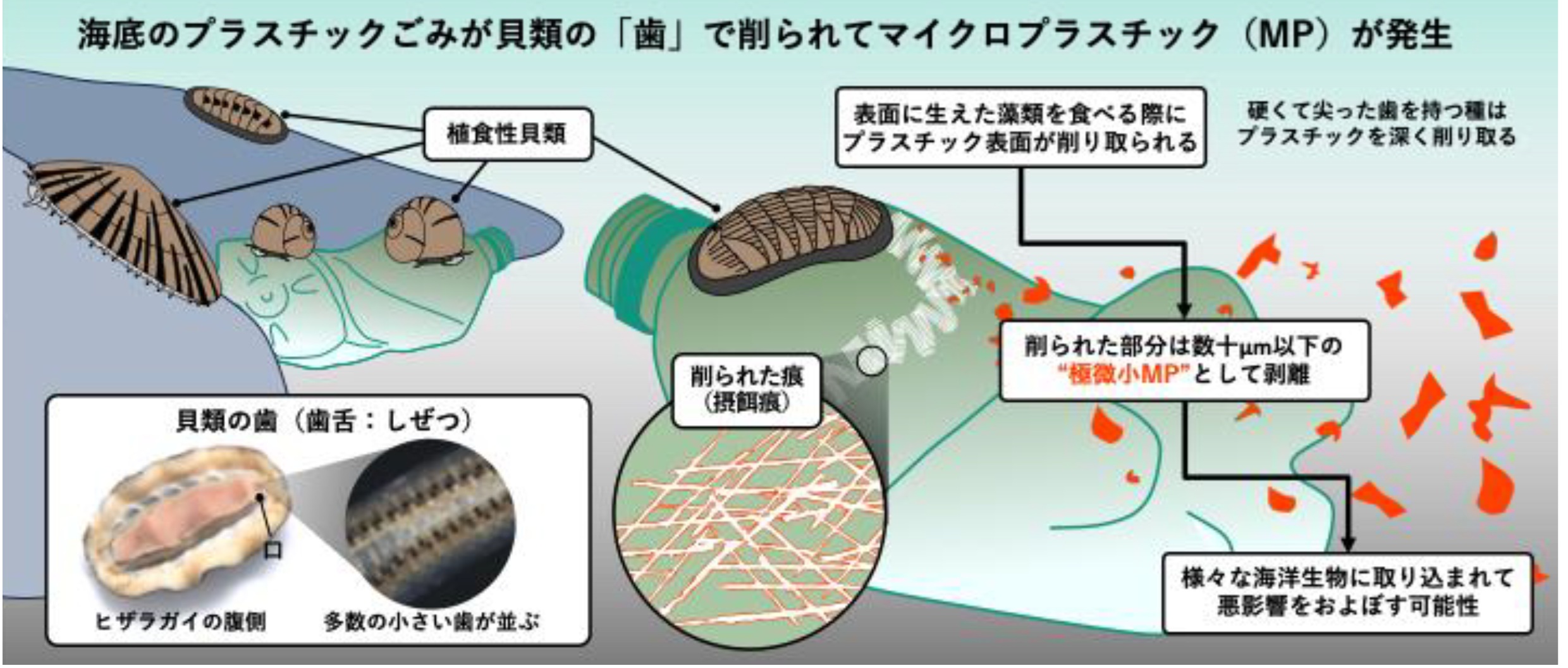 研究の概略と結論_貝の「歯」がマイクロプラ発生源に　三重大学・東京大学が給餌実験で初確認　