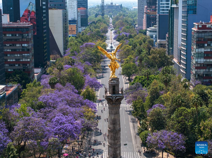 メキシコシティの目抜き通りに植えられたジャカランダの街路樹