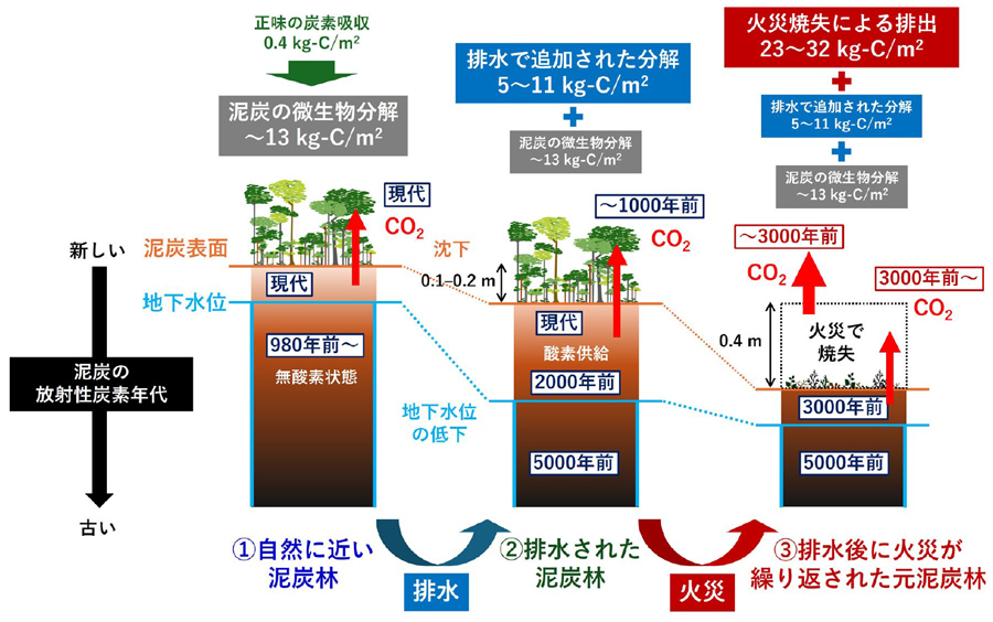 熱帯泥炭地の撹乱により「古代の炭素」が連鎖的に排出されることを定量的に解明_　熱帯泥炭地、「過去３千年分の炭素」を放出　原因は「排水と火災」　日本原子力機構など国際チームが解明