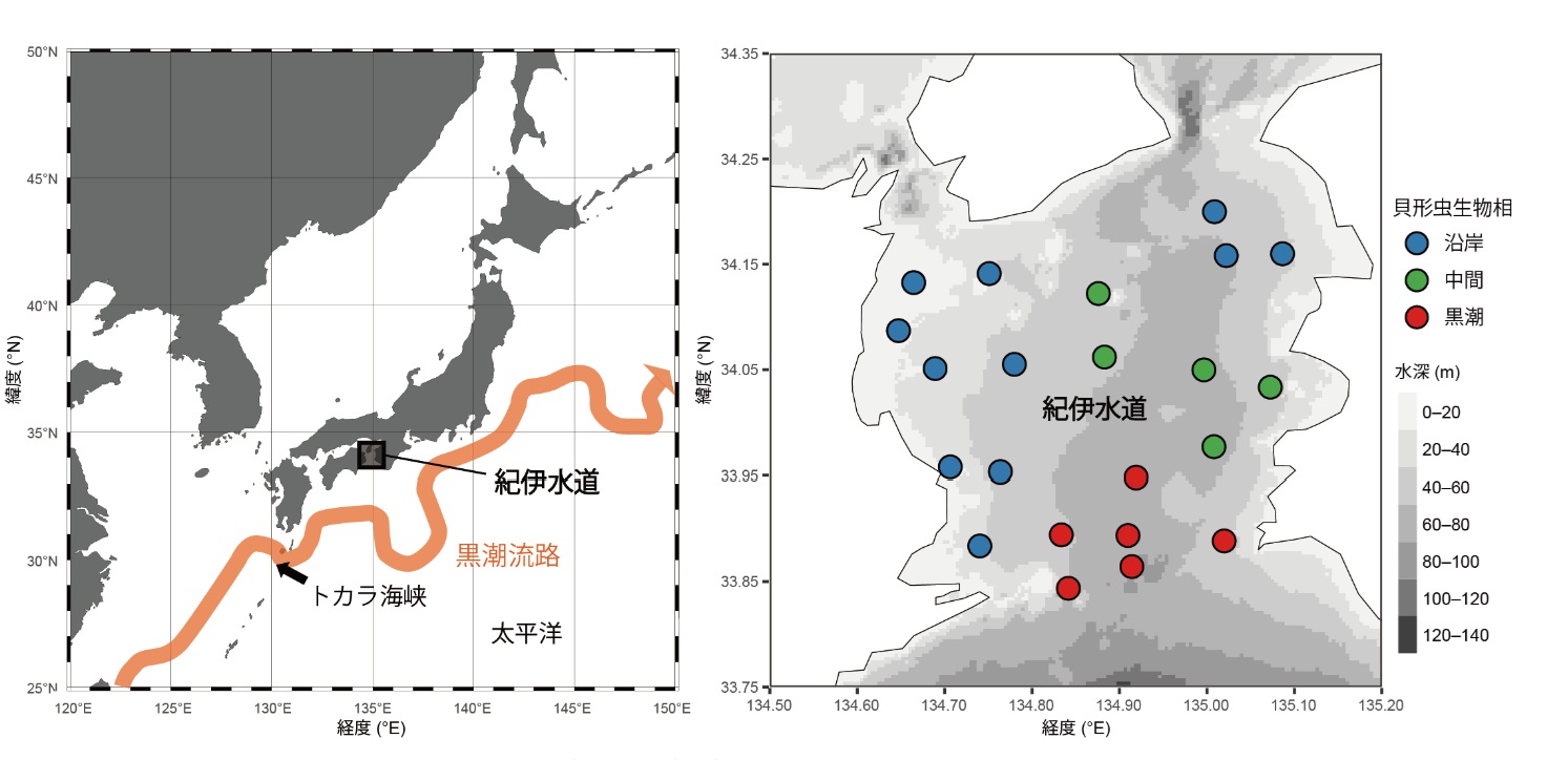 研究対象海域と貝形虫生物相の分布_　紀伊水道の生物多様性に「黒潮」が寄与　山口大・島根大などが微小甲殻類の分析で解明