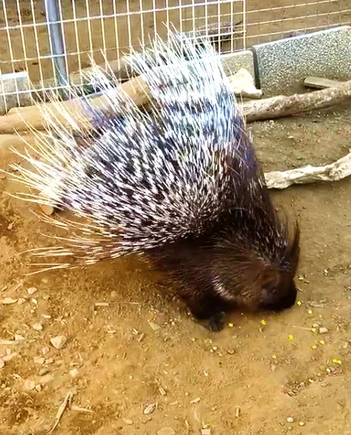 _　千葉市動物園へ冷凍野菜　フードロス削減で　ニチレイフーズ　