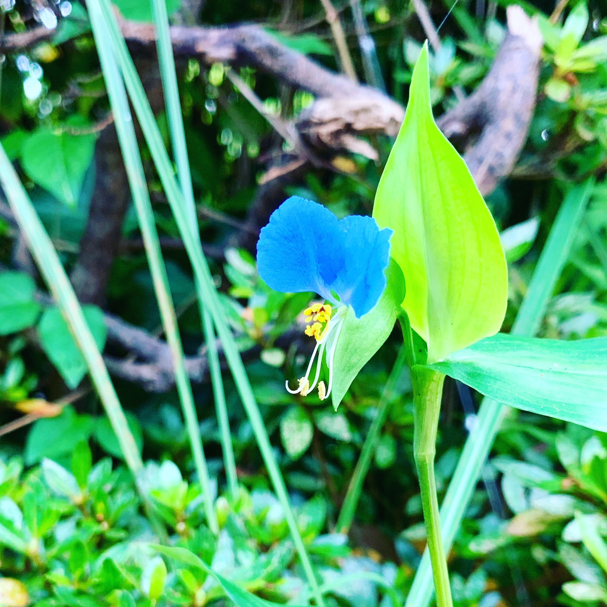 青空のような花の色のツユクサ