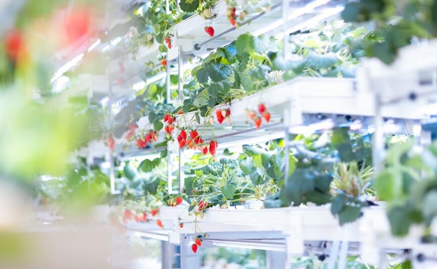 CULTAの室内栽培研究環境_　千葉大学とＣＵＬＴＡ、　ハウスイチゴの安定生産技術確立を目指し連携　　環境適応性・果実品質評価を共同研究