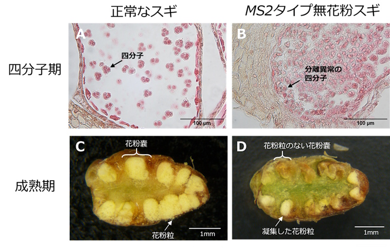 _　無花粉スギ　原因遺伝子を把握　森林総研ら　