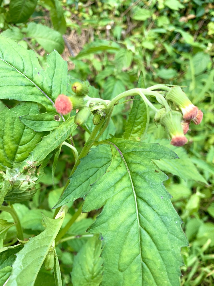 特徴的な花を咲かせるベニバナボロギク