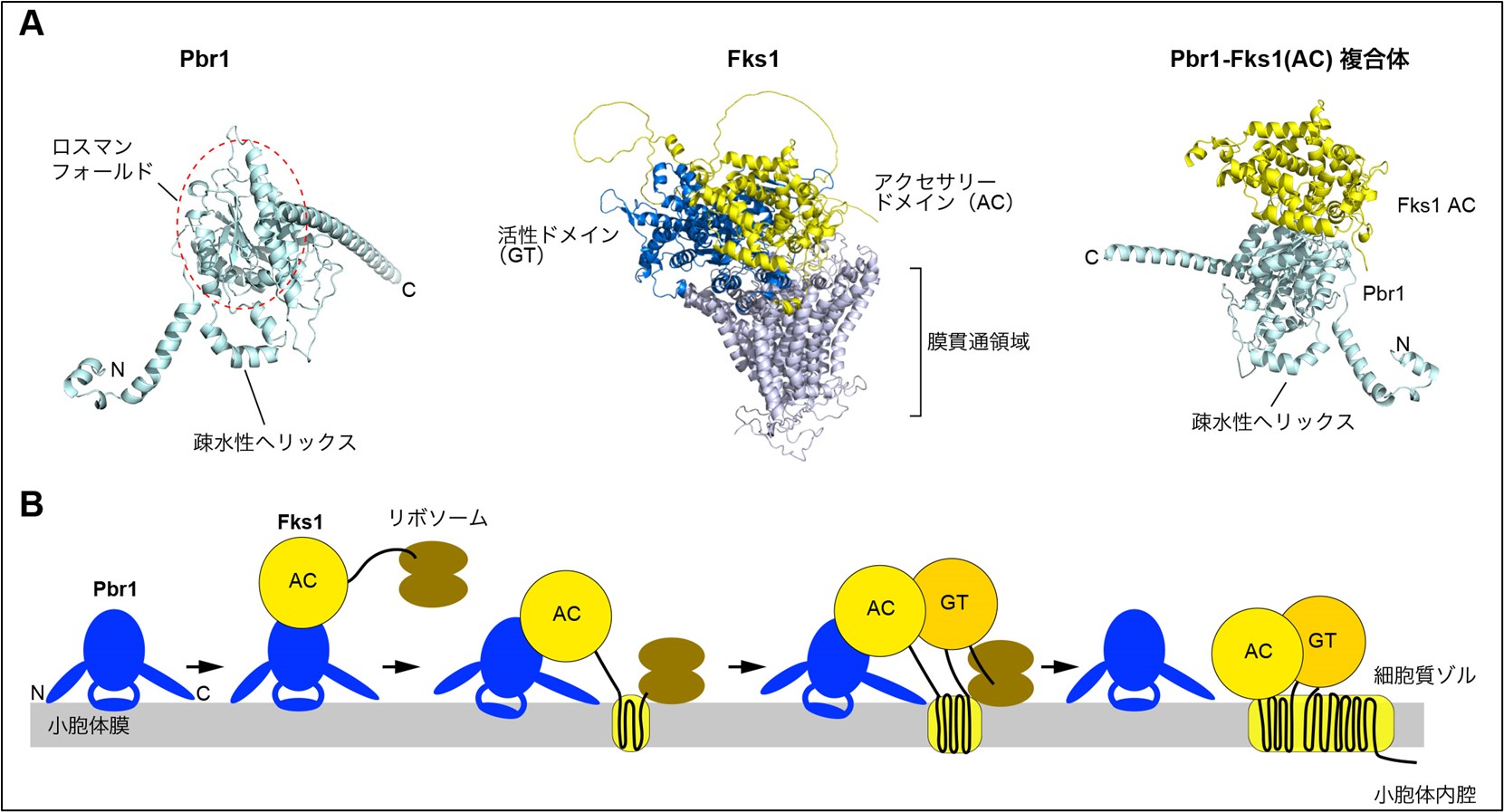 Pbr1によるFks1の折り畳みの補助の仕組み_　名古屋大学などが国際共同研究で、膜タンパク質の品質管理機構を発見　真菌感染症の創薬に新たな選択肢
