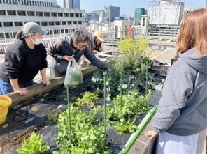 収穫の様子_三井不動産など４社協業の「屋上菜園」プロジェクトが始動　食品ロスを堆肥化しビル内資源循環モデルを構築