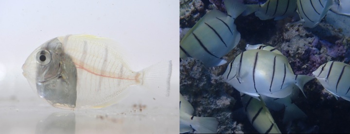 シマハギ（左は変態中の仔魚、右は成魚）_魚の成長は「住む場所」で決まる？　沖縄科学技術大が生息環境と成長の仕組みを解明