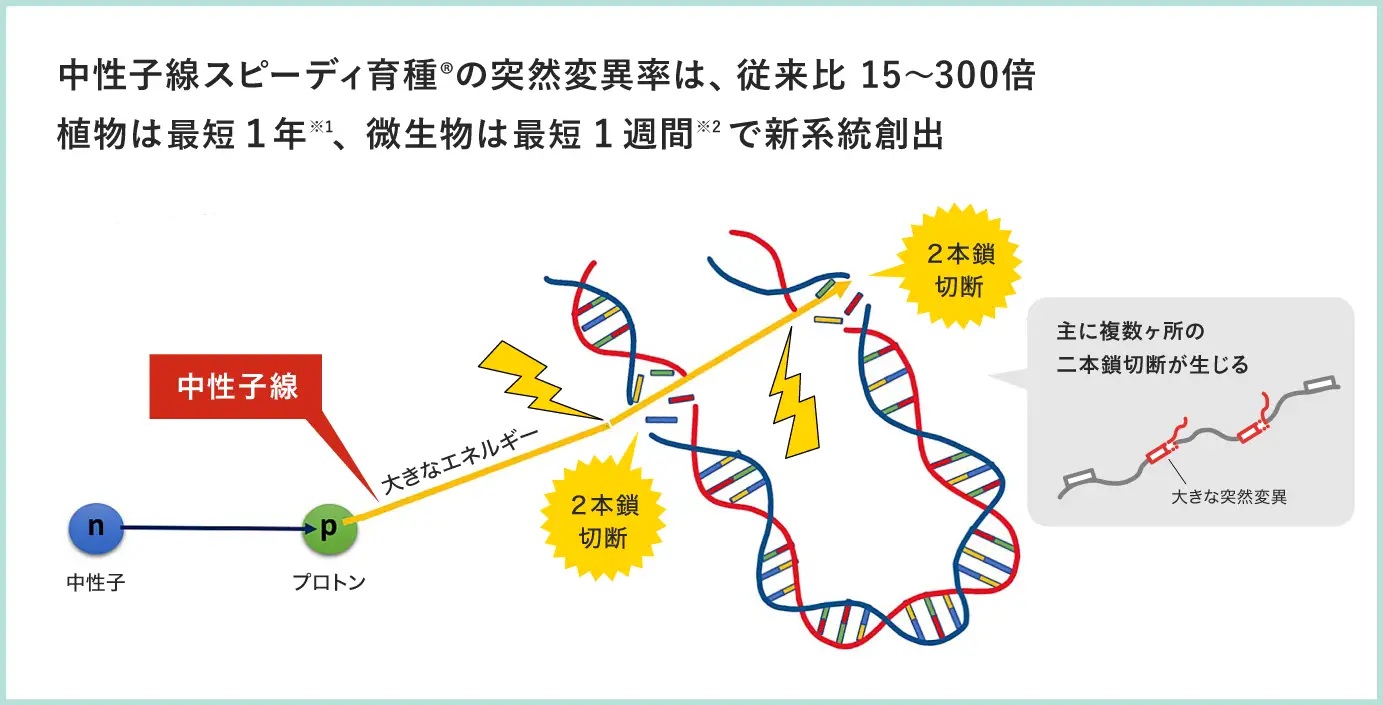 _　茨城県の戦略分野事業に採択　中性子線育種とＡＩでメタン発酵　クォンタムフラワーズ＆フーズ　