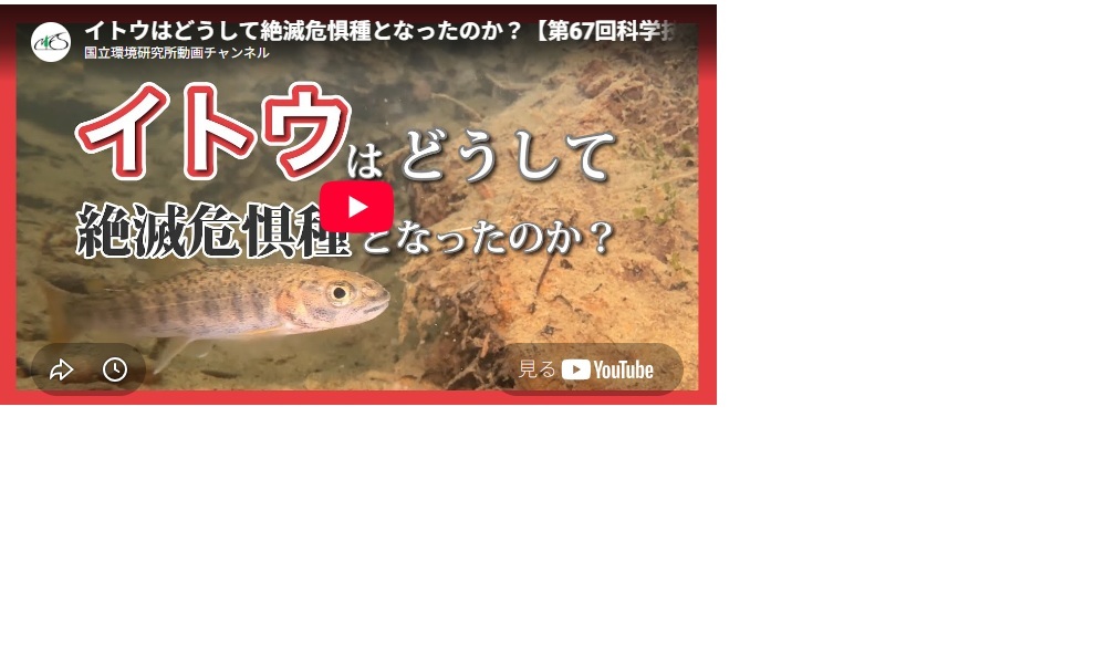 国立環境研究所動画チャンネルで公開中_　国立環境研究所の動画　「イトウはどうして絶滅危惧種となったのか？」　内閣総理大臣賞を受賞　