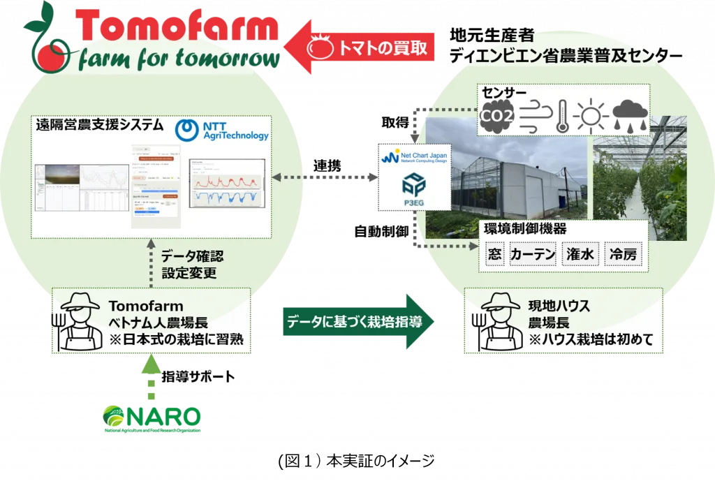 _　ベトナムでデータ駆動型農業を実証　日本品種のフルーツトマトを収穫　ＮＴＴアグリテクノロジー　