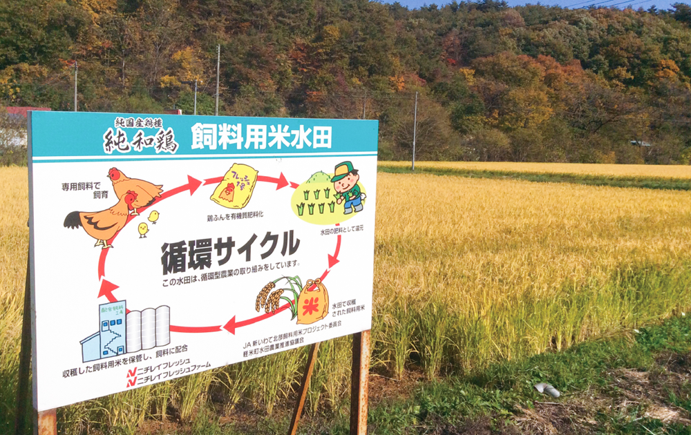 「純和鶏」の飼料米水田